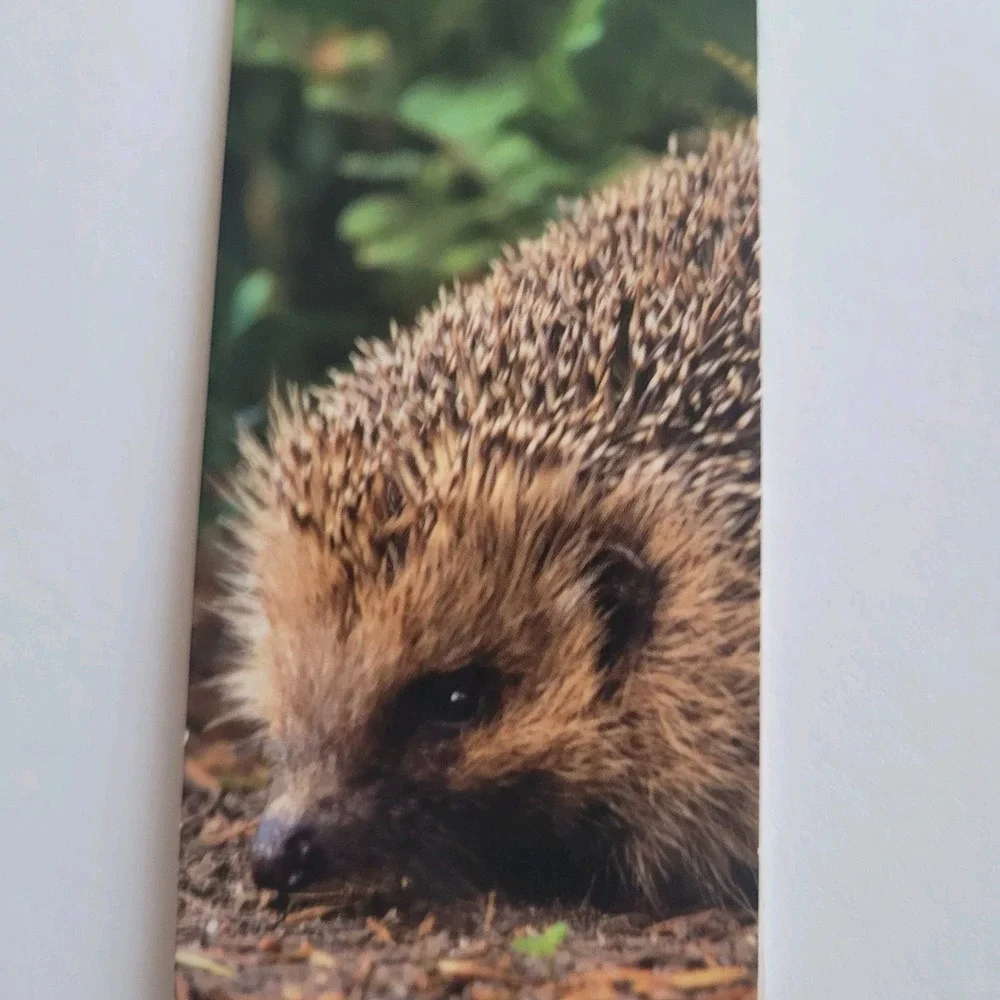 Cardmarks Hedgehog Nature Animal Info Magnetic Magnet UK Company If 2408 Y2k 00s